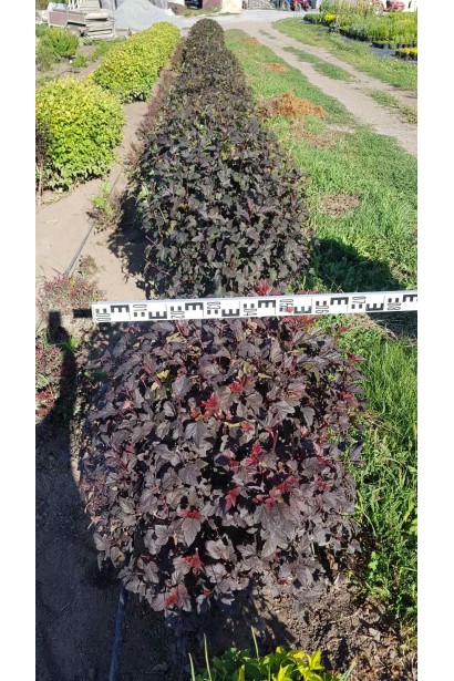 Пухироплідник калинолистий Діаболо - 45кг/вис.80-100см/Ø80-90см